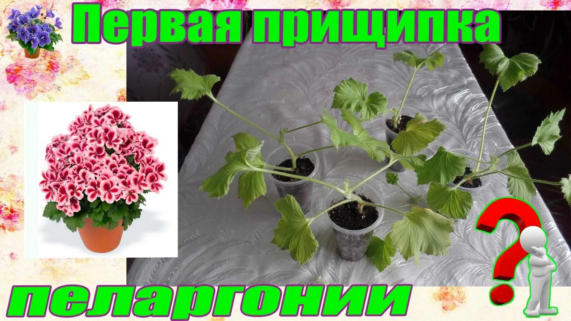 Как формировать герань. Прищипывание черенков герани. королевская пеларгония черенки. королевская герань прищипка. прищипка королевской пеларгонии.