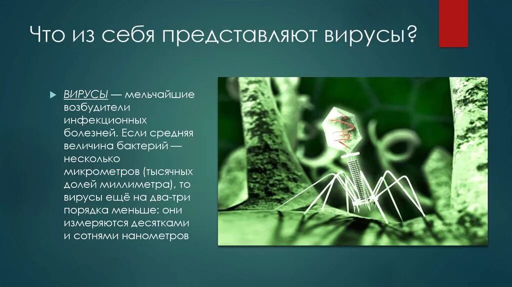 Вирус является живым организмом. Что представляют собой вирусы. Что из себя представляет вирус. Вирусы являются живыми организмами. Вирусы оживают как.