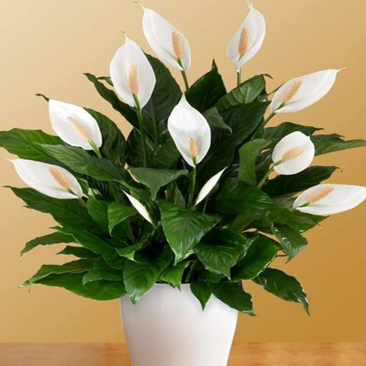 Покажи спатифиллум. Спатифиллум. Спатифиллум (Spathiphyllum). Спатифиллум (Peace Lily).