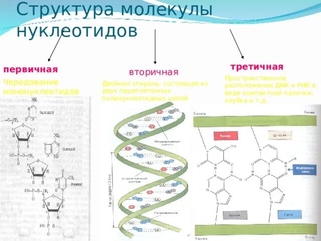 Первичная и вторичная структура РНК. Первичная и вторичная структура ДНК И РНК. Первичная структура молекулы ДНК И РНК. Первичная и вторичная структура ДНК.