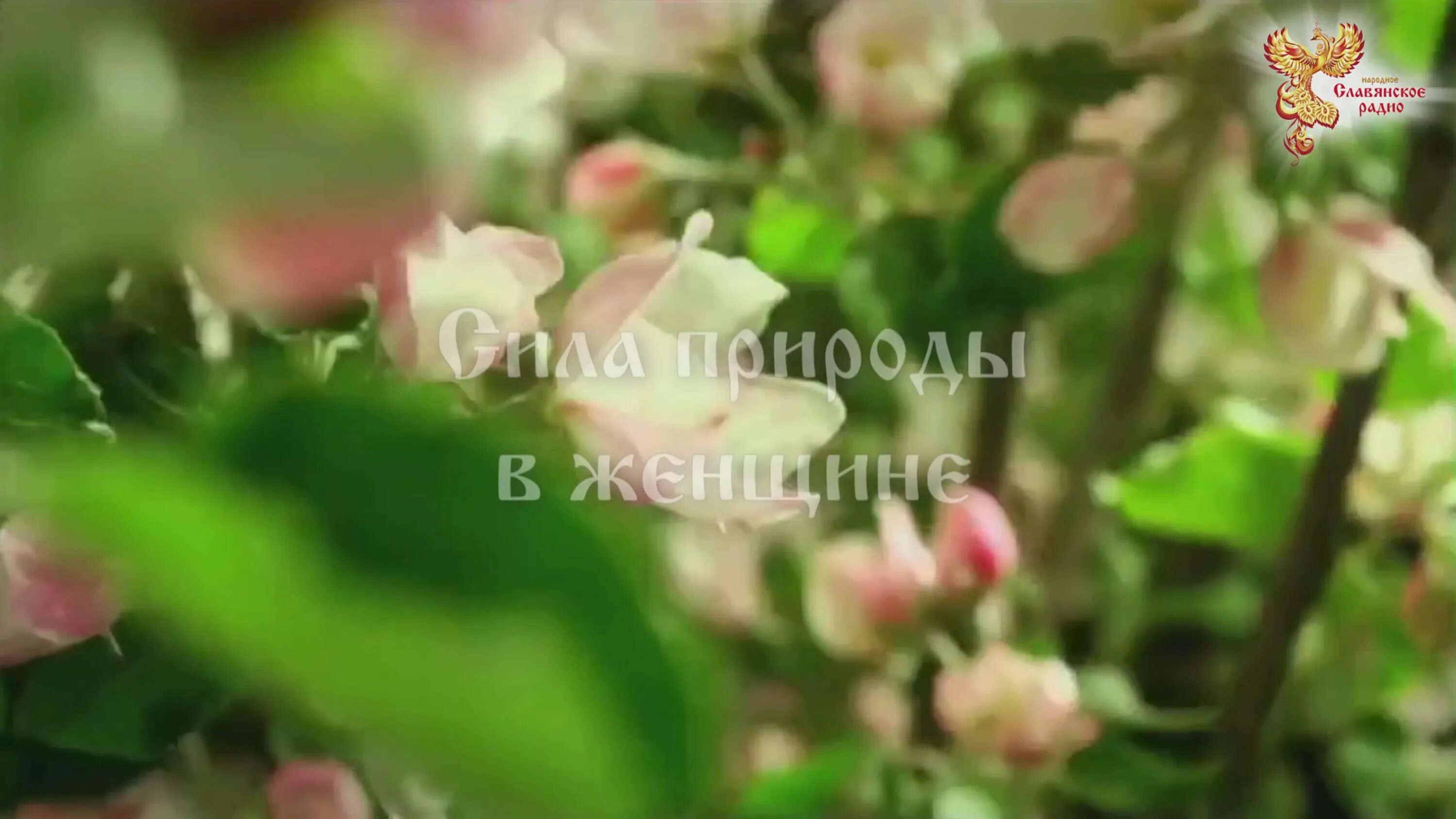 Песня слова распускаются цветы в саду. Песня слова распускаются цветы в саду. Пусть распускаются цветы. Песня слова распускаются цветы в саду. Стих про подснежник.