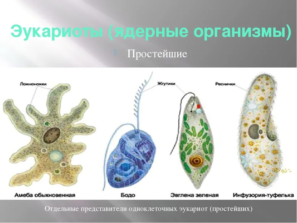 Бактерии эукариотические организмы. Протисты строение. Эукариотические одноклеточные организмы. Одноклеточные ядерные организмы. Одноклеточные организмы эукариоты.