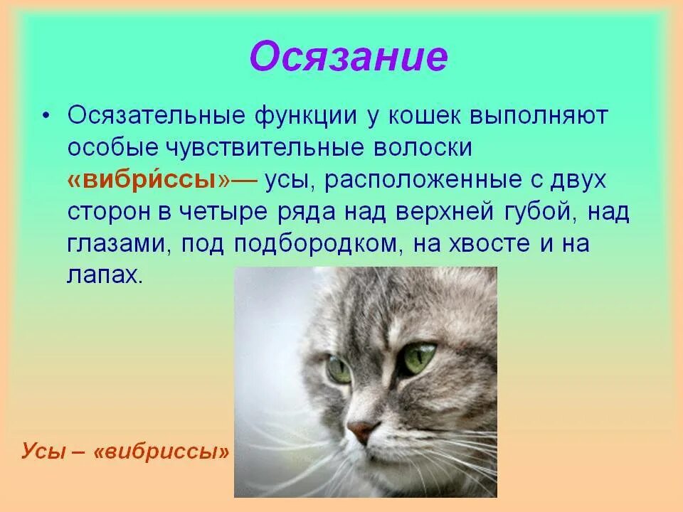 Почему кошка домашнее животное