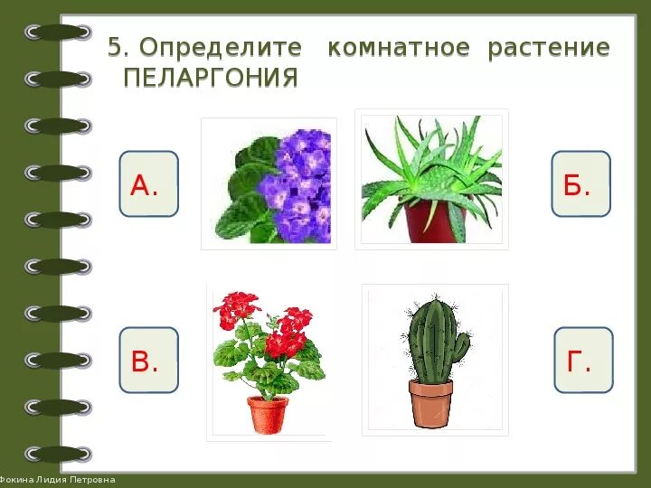 Комнатные растения задания. Комнатные растения задания для дошкольников. Растения для дошкольников. Задание по комнатным цветам. Цветы 2 раза в год