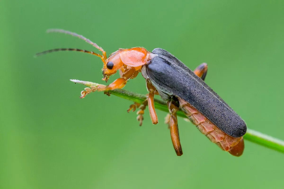 Сурмин жук. Жук cantharis. Жужелица бомбардир. Жук рогач зеленый. Сурмин жук.
