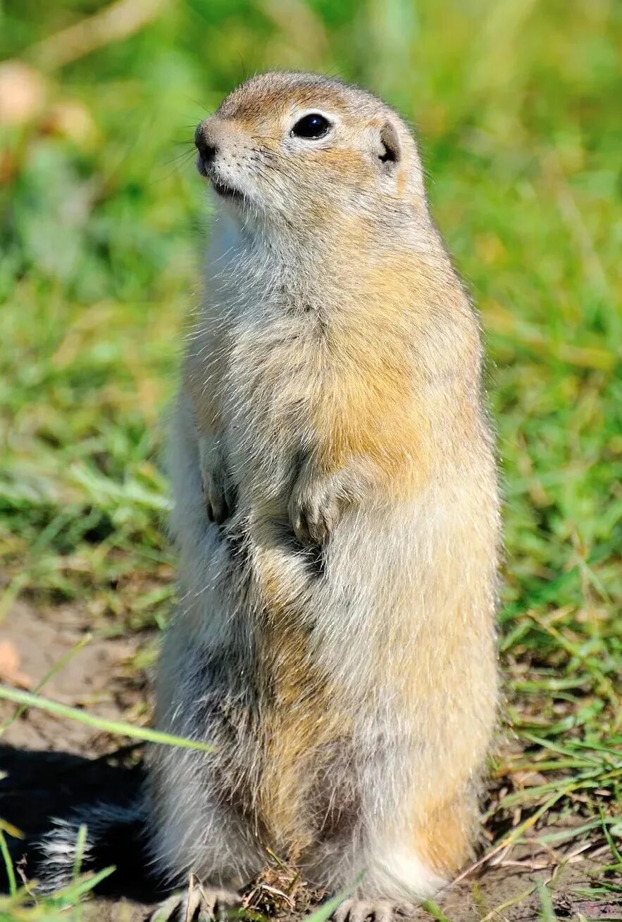 Крапчатый суслик. Айдахский суслик. Суслик Степной. Суслик Краснощекий (Spermophilus erythrogenys). Водятся суслики