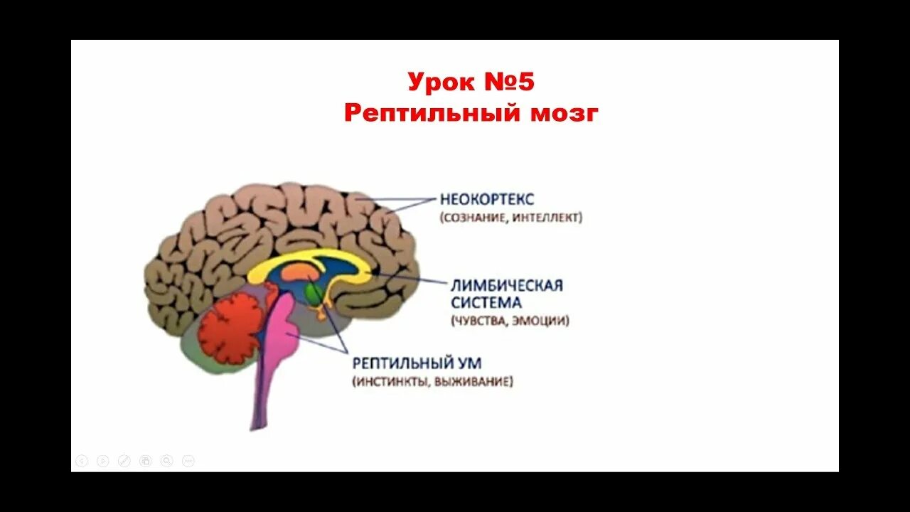 Неокортекс рептильный и лимбическая система. Строение мозга лимбическая система неокортекс. Рептильный мозг лимбический мозг и неокортекс. Ствол мозга – лимбическая система – неокортекс. Рептильный мозг неокортекс