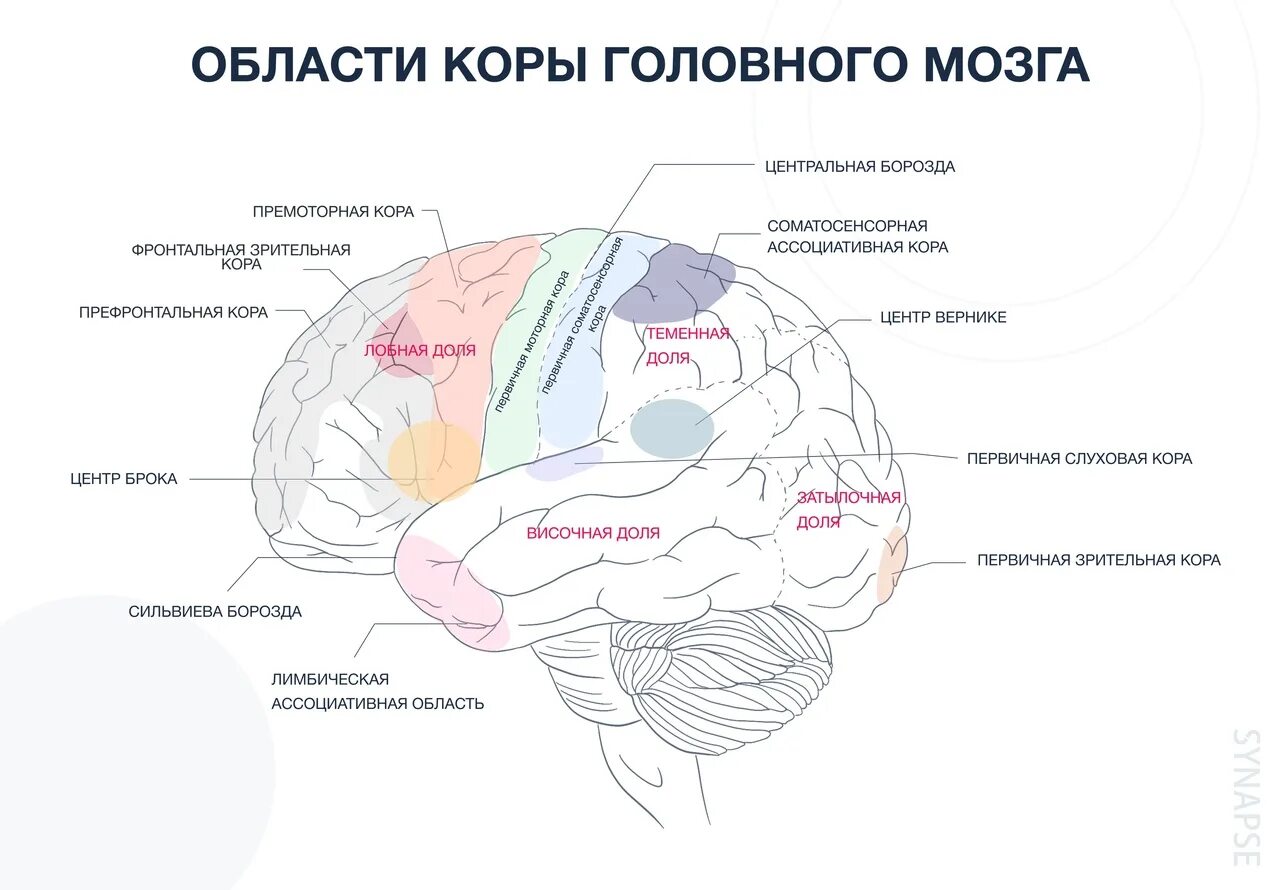 Премоторные области коры головного мозга. Премоторные отделы головного мозга. Отдел головного мозга включающий кору