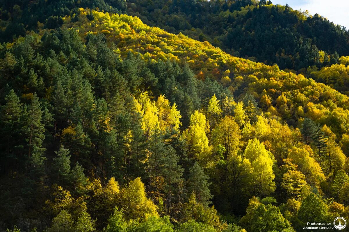 самурский лиановый лес в дагестане. лес чеченской республики. буковый лес чечня. широколиственные леса чечни. лес дубрава рязань.