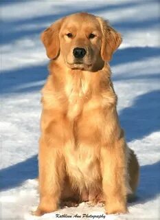 Голден golden
