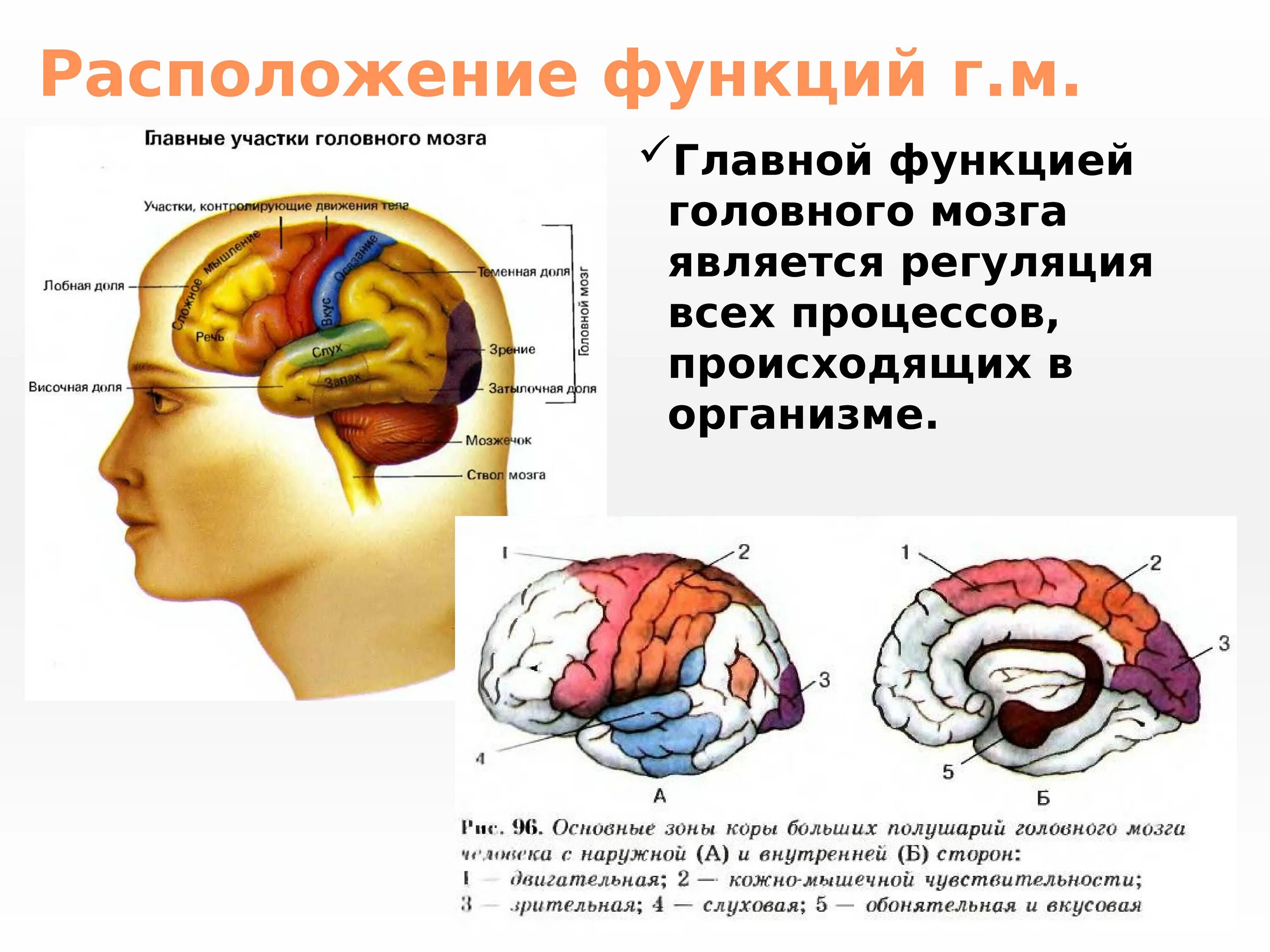 Мозг расположение и функции