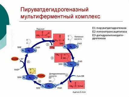 Фермент пирувата
