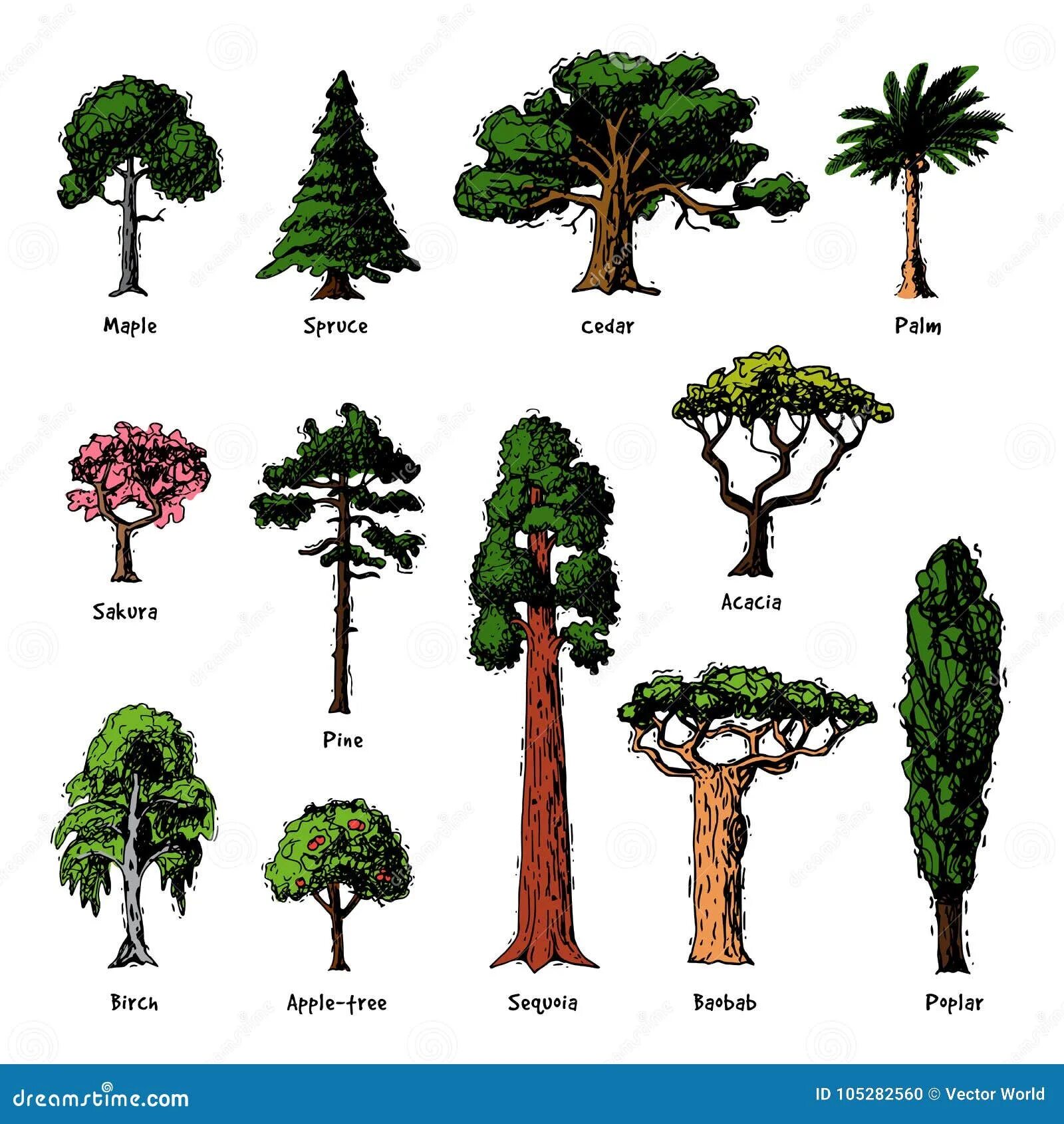 Включи виды деревья. Разновидности деревьев. types of trees. рассмотрите виды деревья. деревья разновидности вектор.