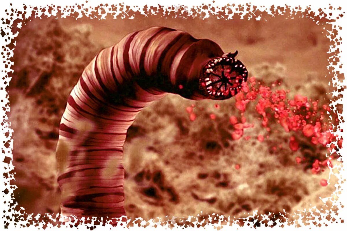 Черви в пустыне. Червь олгой хорхой пустыни Гоби. Гигантский червь олгой-хорхой. Алгойхаркой.