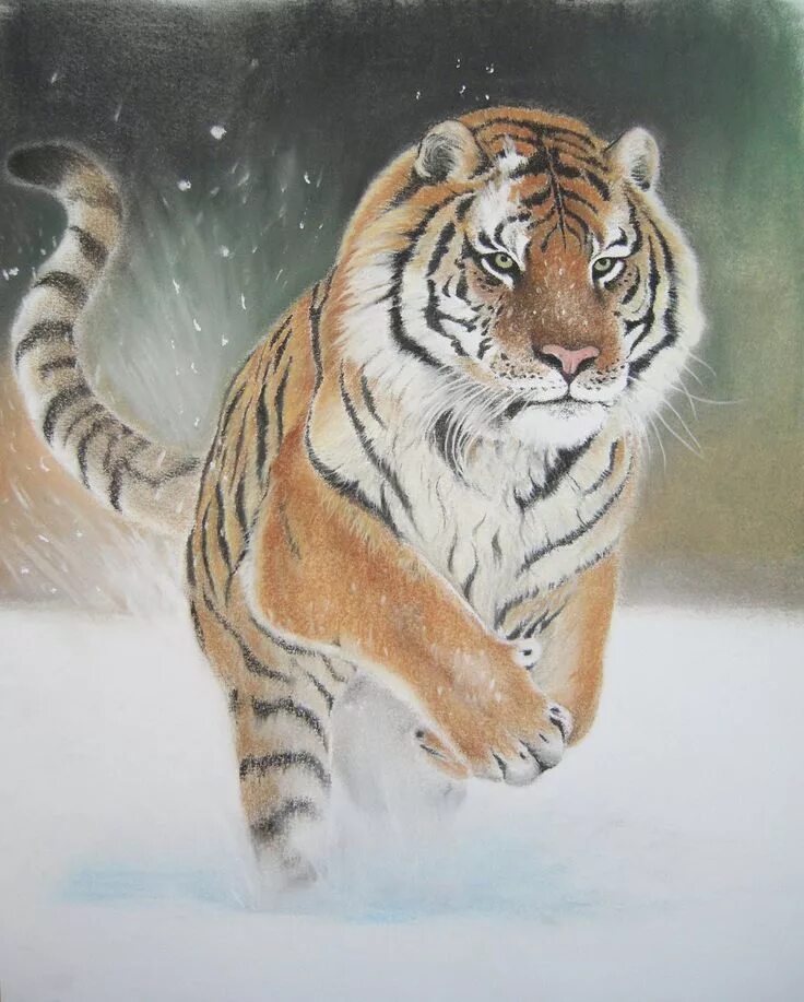 Уссурийский тигр. Тигр нарисовать. Тигр нарисовать. Ватагин картина амурский тигр. Фото рисунки тигров.