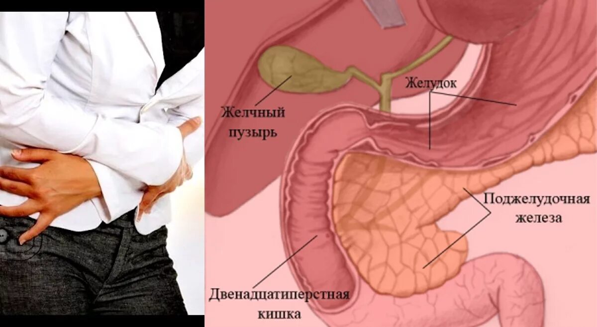 Поджелудочная железа человека. Желудок и поджелудочная железа.