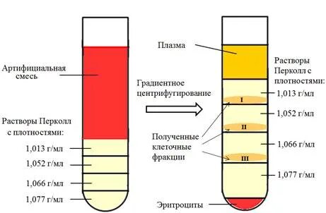 Фракции плазмы