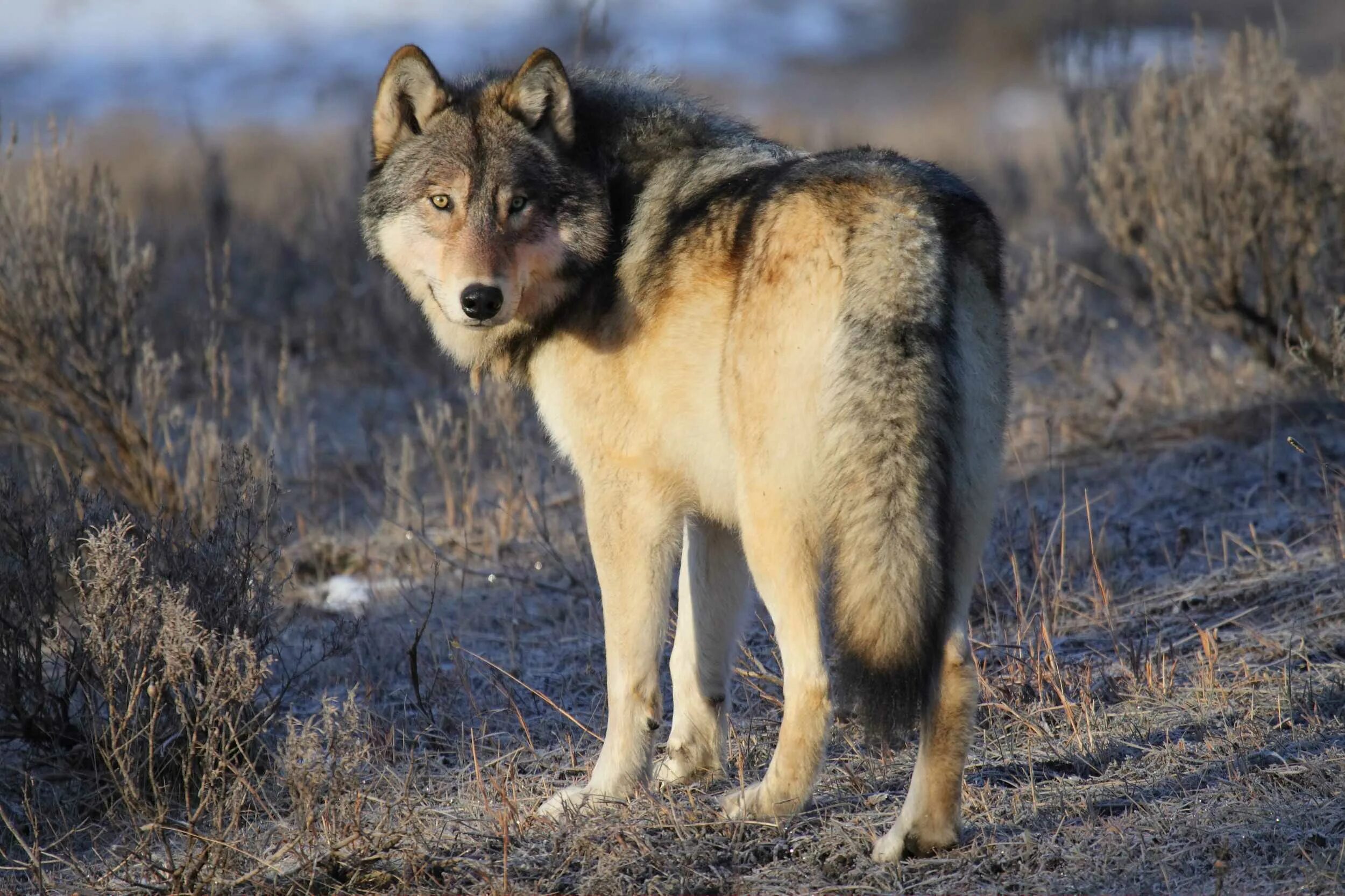 Серый волк canis Lupus. Йеллоустонский волк. Йеллоустонский парк серый волк. «Серый волк» (Сары Буре).