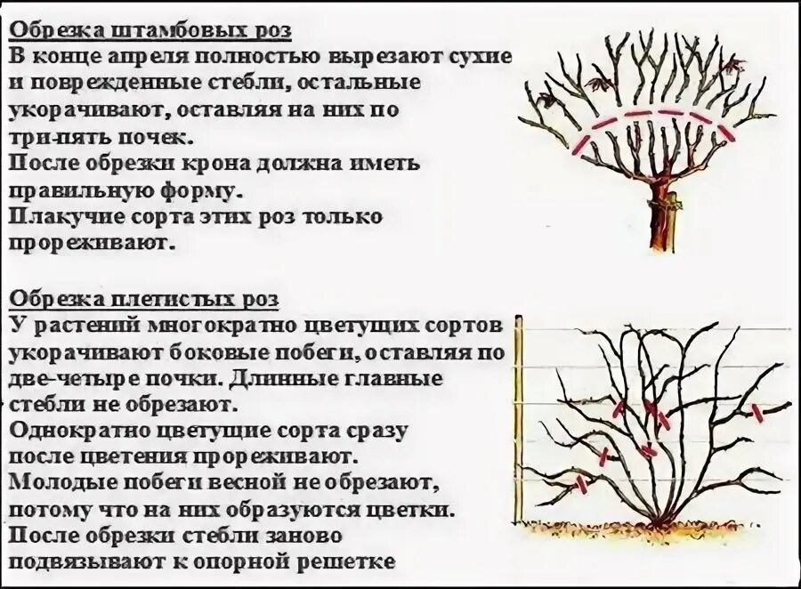 Как правильно обрезать чайно гибридную розу