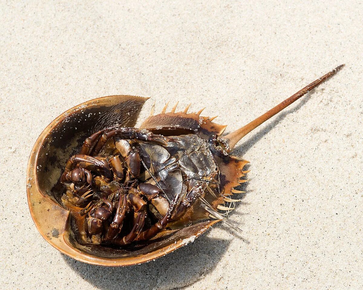 Панцирный мечехвост. Мечехвост животное. Horseshoe crab мечехвост. Жук мечехвост. Краб мечехвост.
