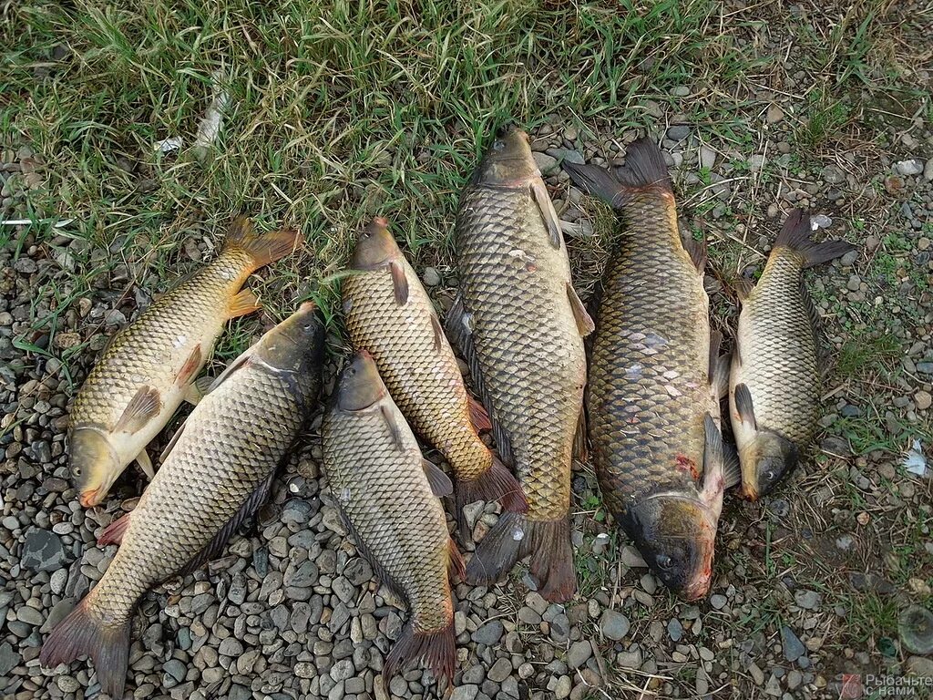 Виды улов. Донской сазан. Сазан (Cyprinus Carpio). Амурский сазан. Рыбалка на сазана.