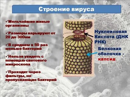 Особенности вирусов биология 9 класс