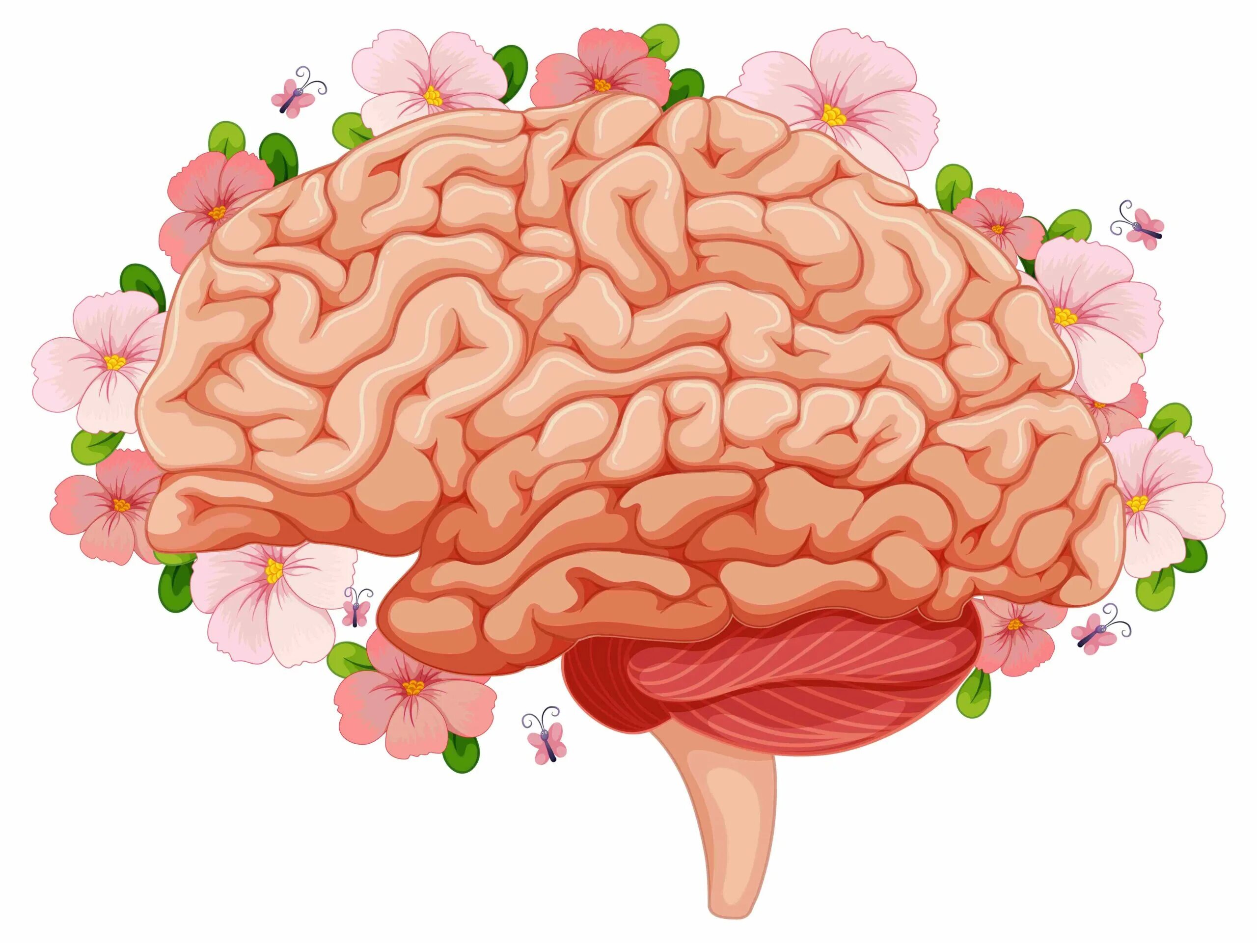 Мозг с цветами. Человеческий мозг рисунок. Мозг вектор. Цветы мозги. Мозг надпись картинка