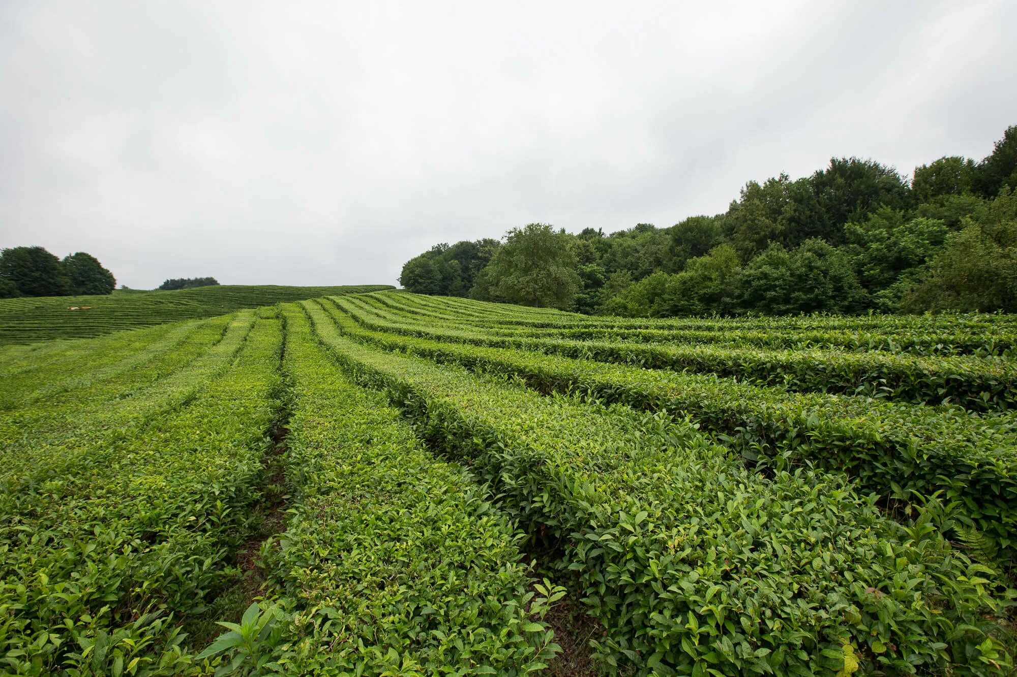 В россии растет чай. Чайные плантации Кубани. Мацеста чайные плантации. Краснодарский чай плантации. Чайные плантации в Краснодарском крае.