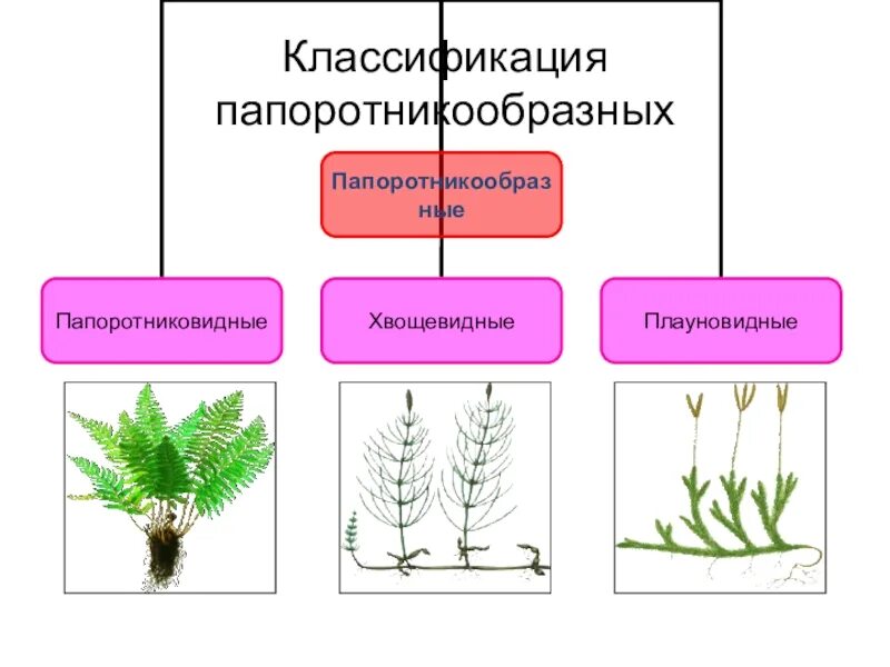 Примеры мхов 7 класс. Систематика папоротниковидных. Классификация моховидных. Систематика мхов. Отдел Папоротникообразные классификация.