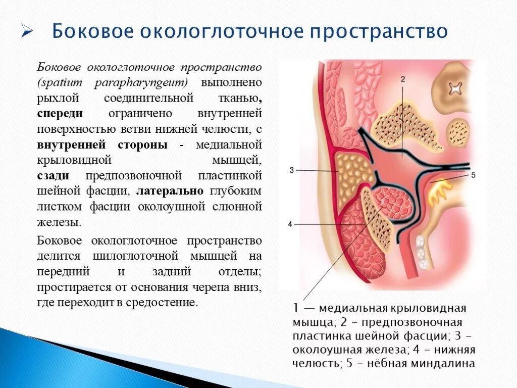 Воспаление ткани латынь. Окоошеечное кетчаточное пространство. Боковое окологлоточное пространство. Боковое окологлоточное клетчаточное пространство. Окологлоточное пространство анатомия.