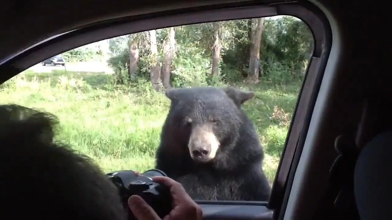 Автомобиль медведь. Медведь в машине. Медведь рядом с машиной. Медведь за рулем. Видит медведь горящую машину