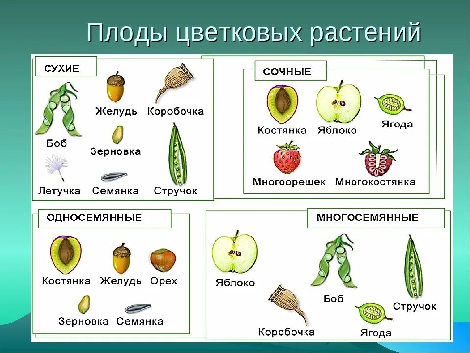 Плоды растений биология 6 класс. Классификация плодов цветковых растений. Биология схема классификация плодов. Вид плода растений. Разные типы плодов