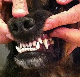 Клык собаки