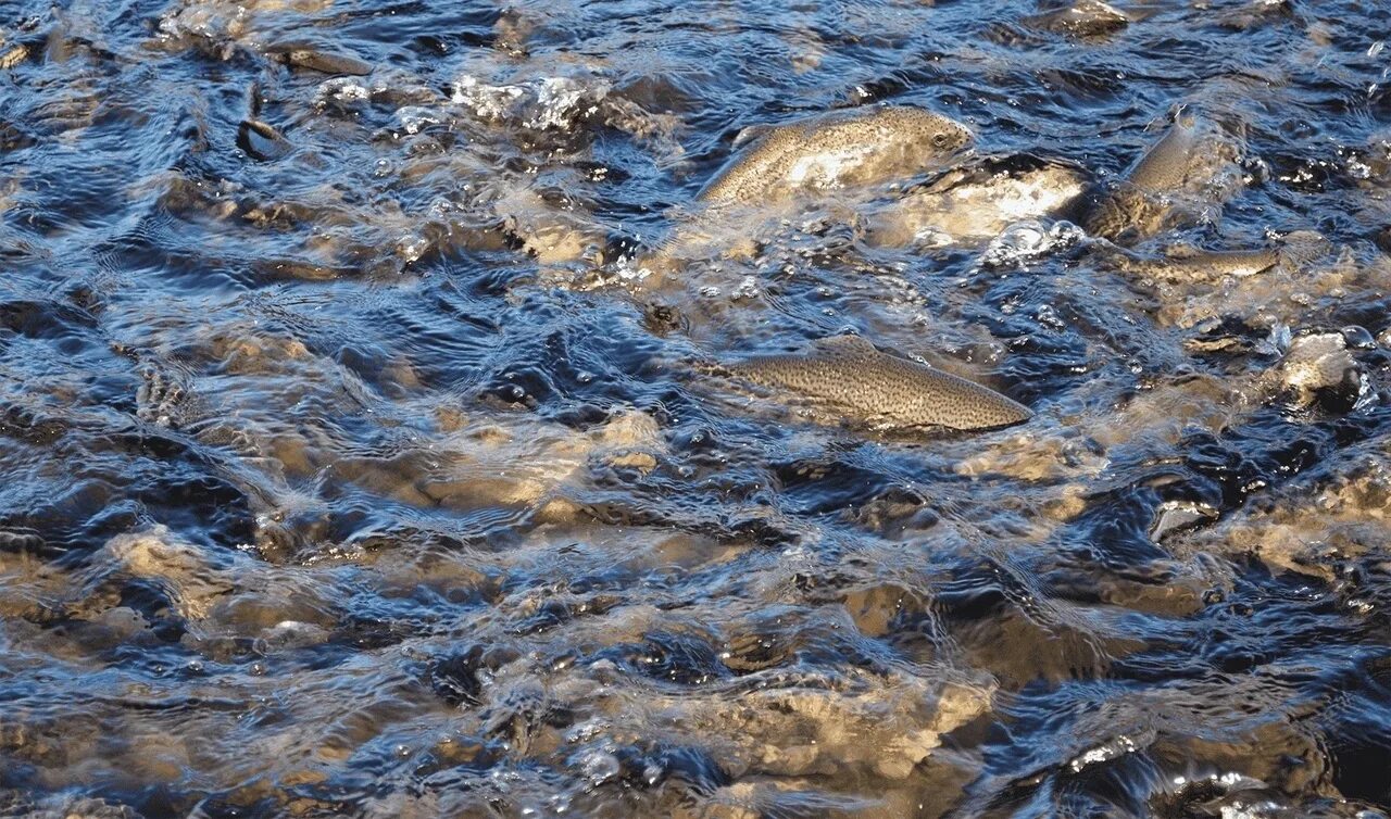 Рыба кишит. Рыба в мутной воде. Рыбы кишат в воде. Рыбы кишат в воде. Рыбы в реке чаупхрая.