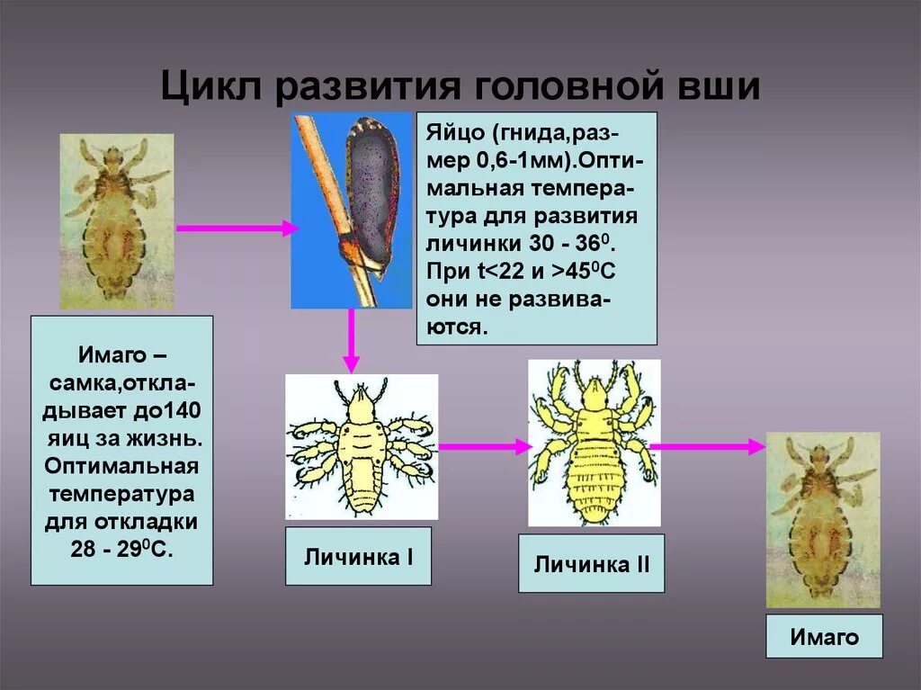 Личинка вши первого возраста. Вши цикл развития. Циклы развития головной и платяной вшей.. Цикл развития человеческой вши. Яйцо-личинка -Имаго вши.