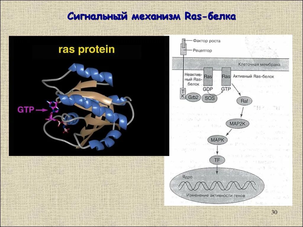 Ras белок. Структура белка ras. Механизм белок. Сигнальный механизм.