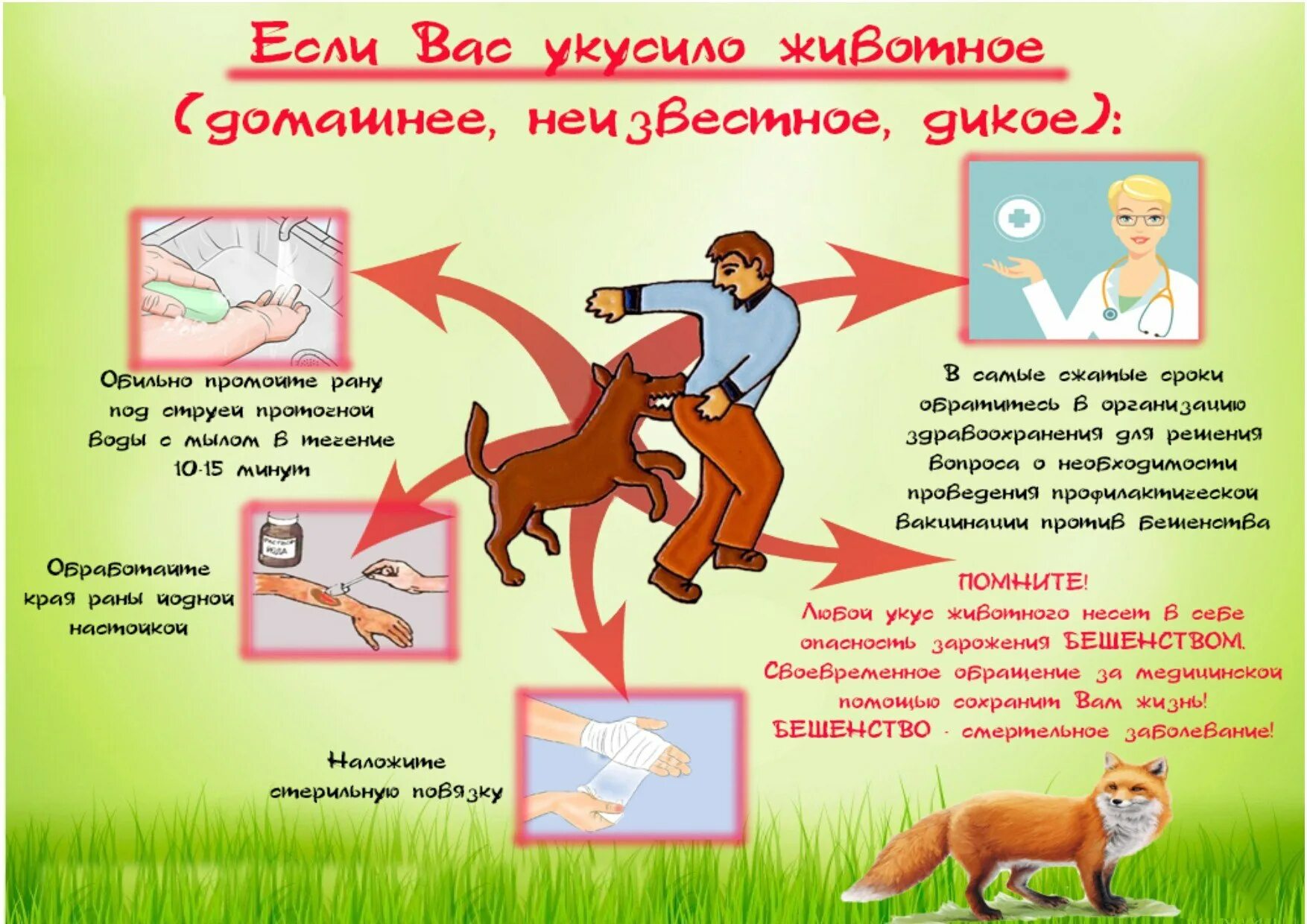 При укусах животных раны опасны заражением бешенством. При укусах животных раны опасны заражением бешенством. Укусы животных первая помощь. Прививка при укусе собаки. Заболевания животных бешенство.