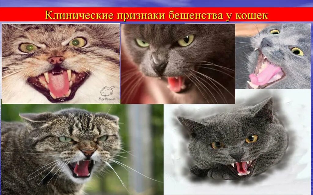 Симптомы бешенства у котенка. Бешенство у кошек симптомы. бешеная кошка. признаки бешенства у кошек.