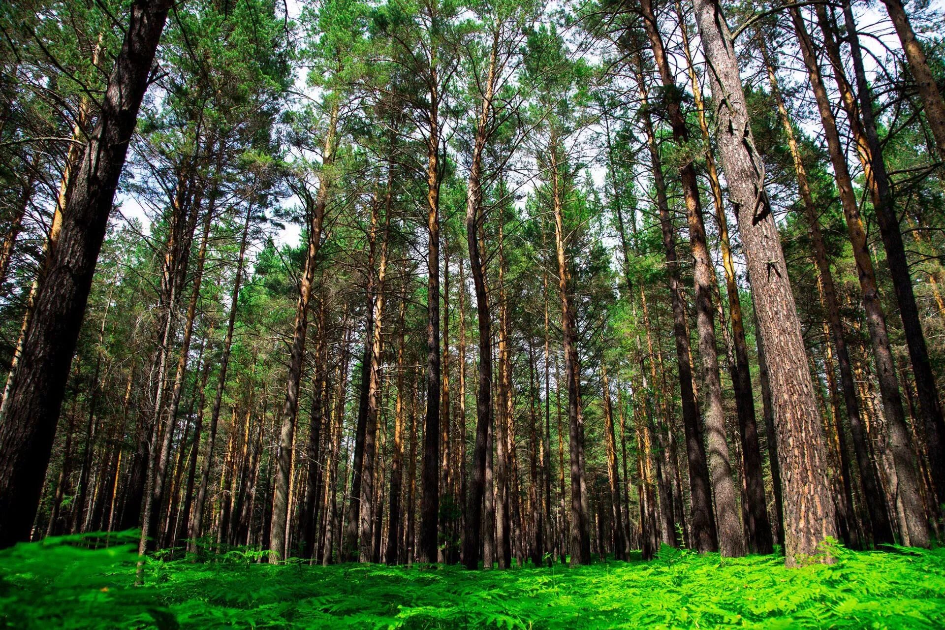 Информационные аншлаги оопт. Охраняемая природная территория. Охраняемые природные объекты. Особо охраняемые природные территории. Охраняемые природные объекты.