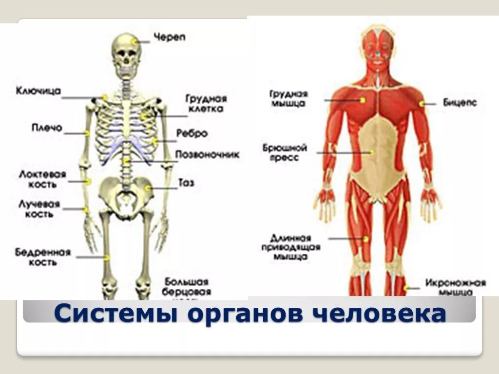Из чего состоит человек. Строение тела человека. Тело человека состоит. Из чего состоит организм человека.
