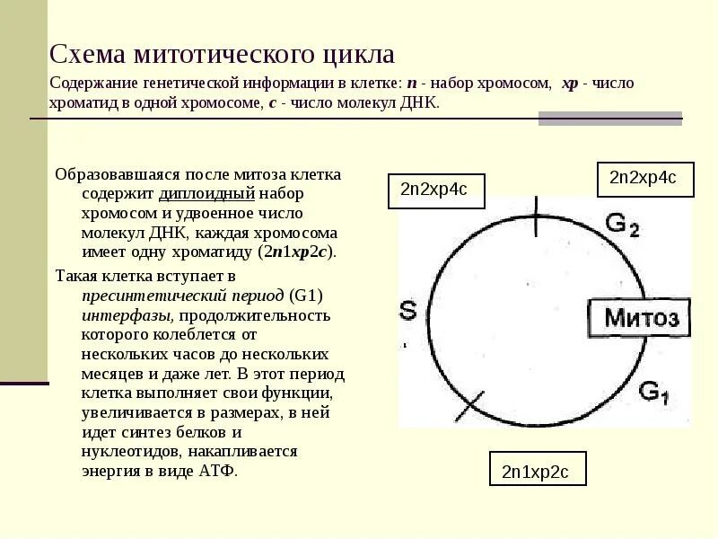 Деление клетки митотический цикл. Клеточный цикл набор хромосом. Схема митотического цикла. Схема клеточного цикла. Митотический цикл схема.