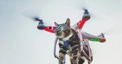 Котики вертолетики