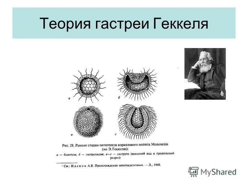 Предок многоклеточных. Гипотеза гастреи эрнста геккеля. Характеристика многоклеточных животных. Теория фагоцителлы мечникова. Геккеля.