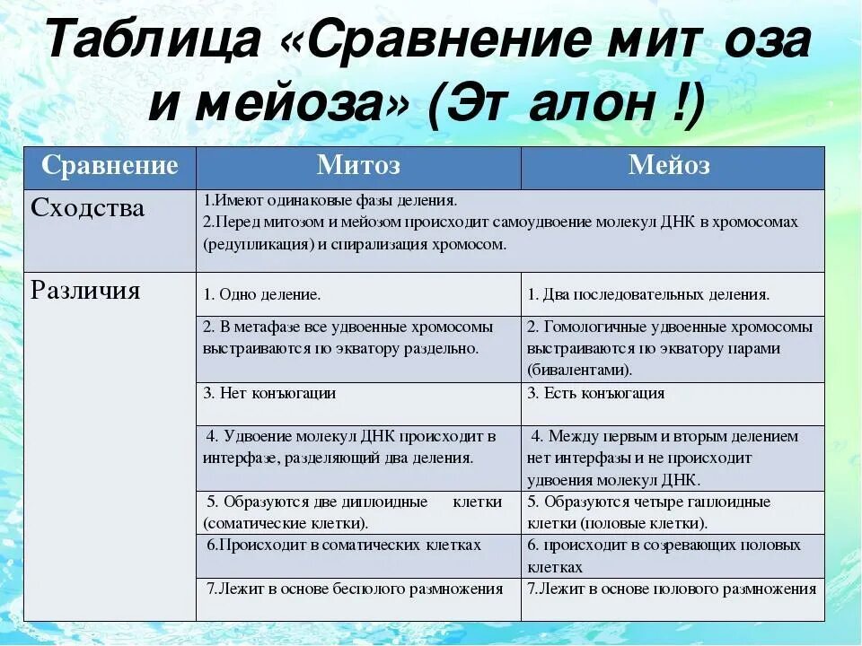 Тип образующихся дочерних клеток
