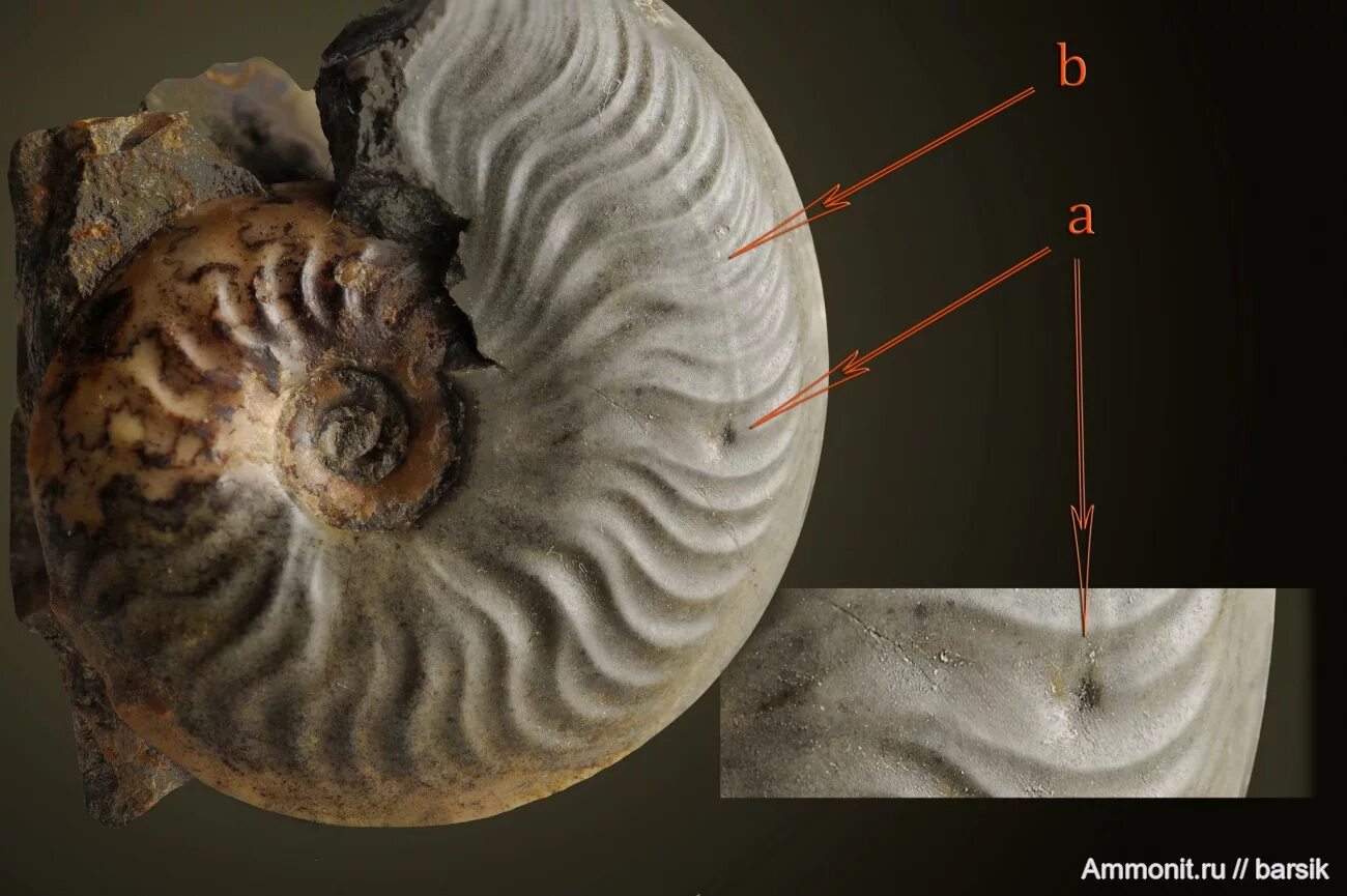 Ааленский ярус. Leioceras opalinum. Barsik фото аммонитов. Аммонит ру