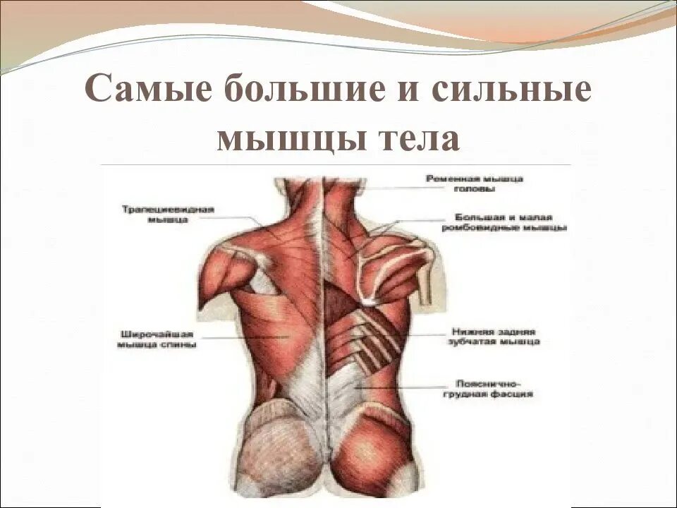 Самая сильная мышца у человека. Какая самая сильная мышца тела. Какая самая сильная мышца в человеческом организме. Какая самая сильная мышца тела. Какая самая сильная мышца тела.