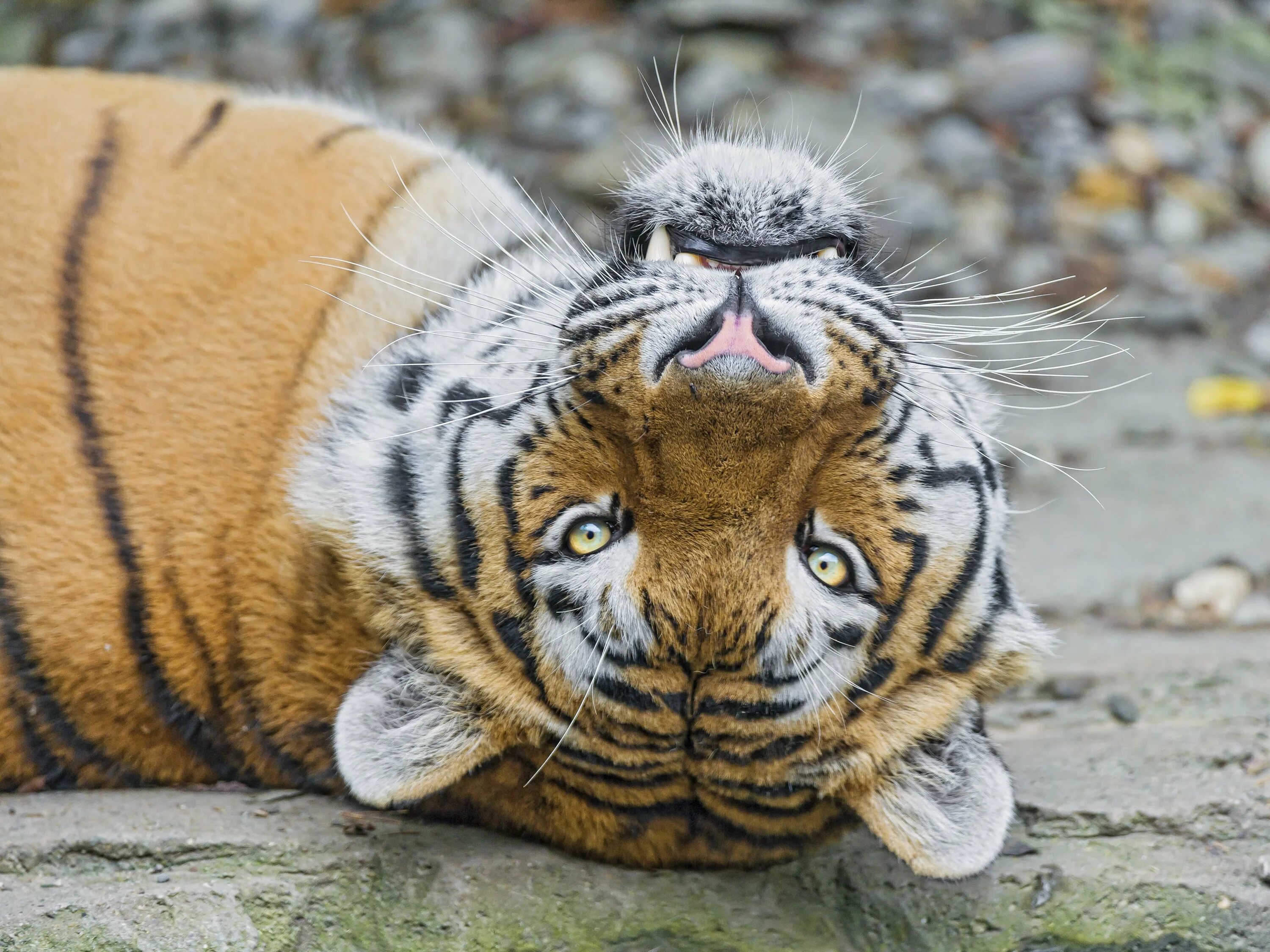 X in cat tiger