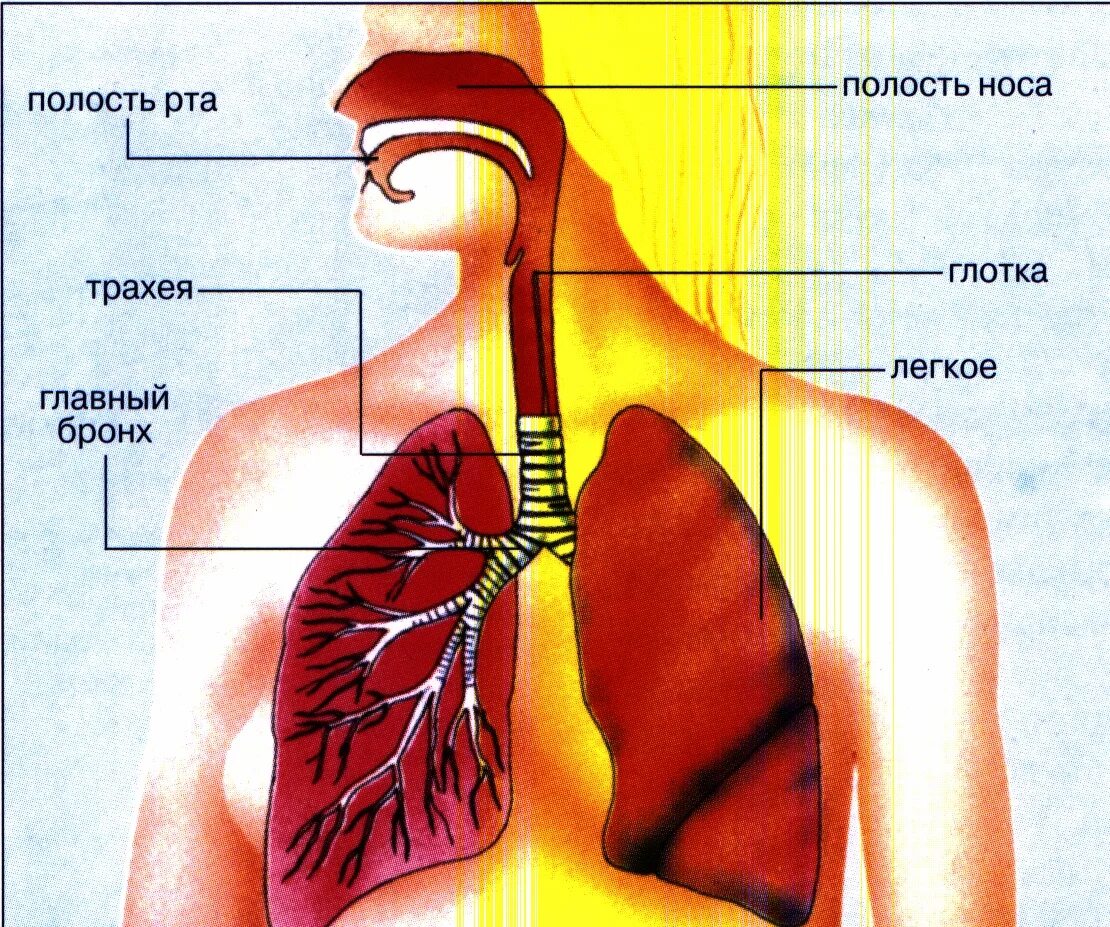 Легкие и трахея человека. Дыхательные пути человека. Бронхи и легкие. Глоток простой