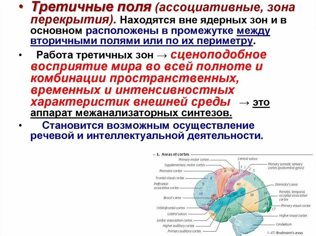 Вторичные поля мозга. Ассоциативные зоны. Третичная зона. Первичные вторичные и третичные поля. Ассоциативные зоны третичные поля.