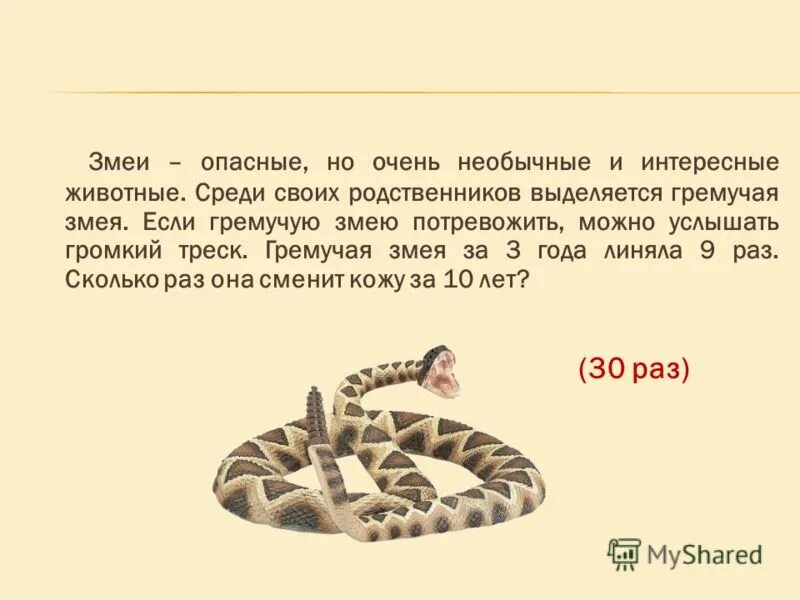 Он увидел перед собой ядовитую змею. Загадка про гремучую змею. Змея год характеристика. Карта обитания гремучей змеи. Максимальные Размеры гремучей змеи.